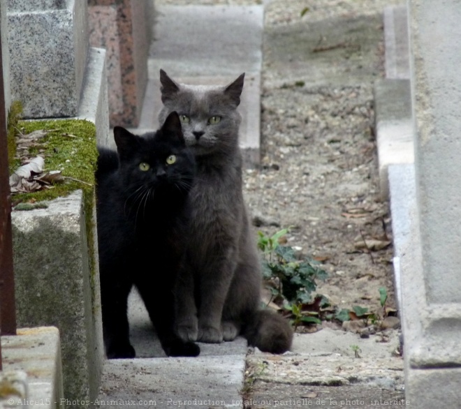 Photo de Chat domestique