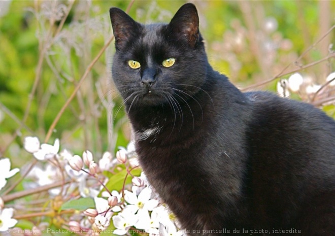 Photo de Chat domestique