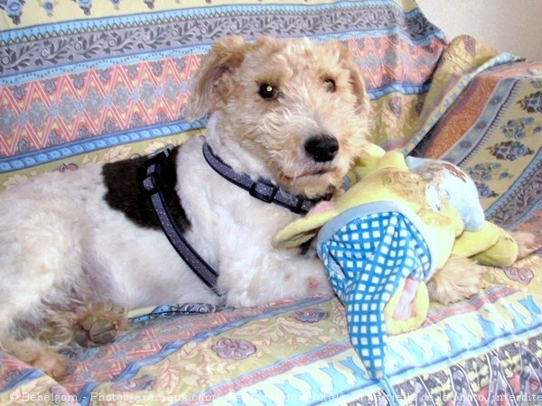 Photo de Fox terrier  poil dur