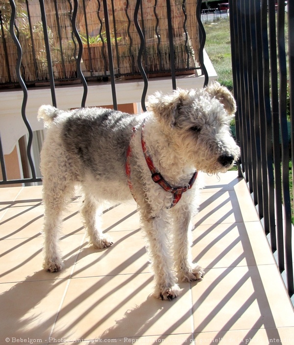 Photo de Fox terrier  poil dur