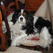 Photo de Cavalier king charles spaniel