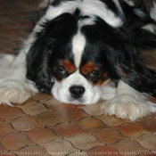 Photo de Cavalier king charles spaniel