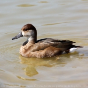 Photo de Canard nette rousse