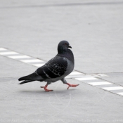 Photo de Pigeon