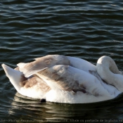 Photo de Cygne