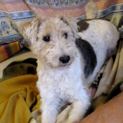 Photo de Fox terrier  poil dur