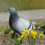 Photo de Pigeon