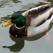 Photo de Canard colvert