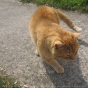 Photo de Chat domestique