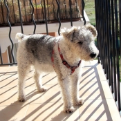 Photo de Fox terrier  poil dur