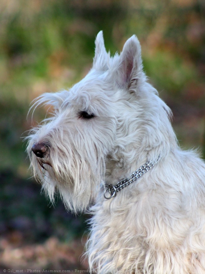 Photo de Scottish terrier