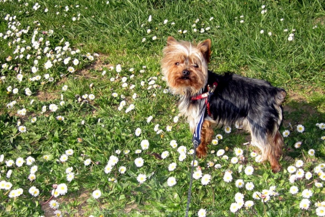 Photo de Yorkshire terrier