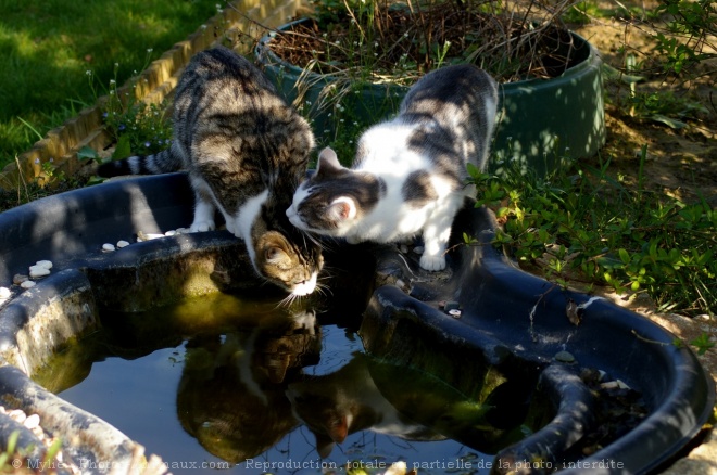 Photo de Chat domestique