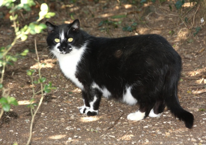 Photo de Chat domestique