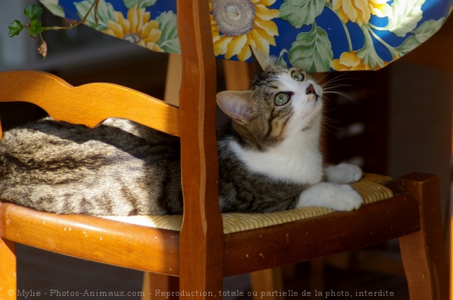 Photo de Chat domestique