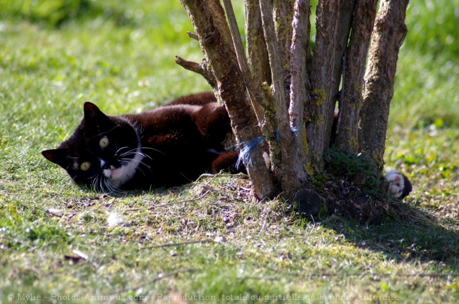 Photo de Chat domestique