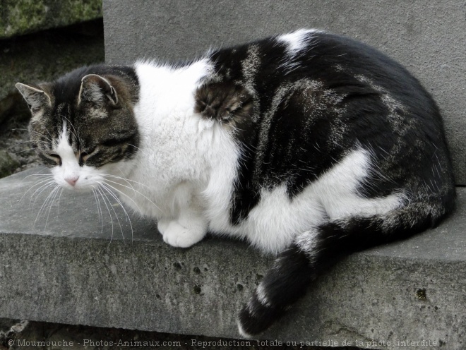 Photo de Chat domestique