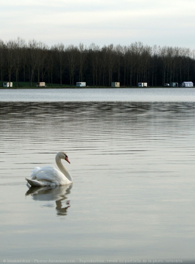 Photo de Cygne