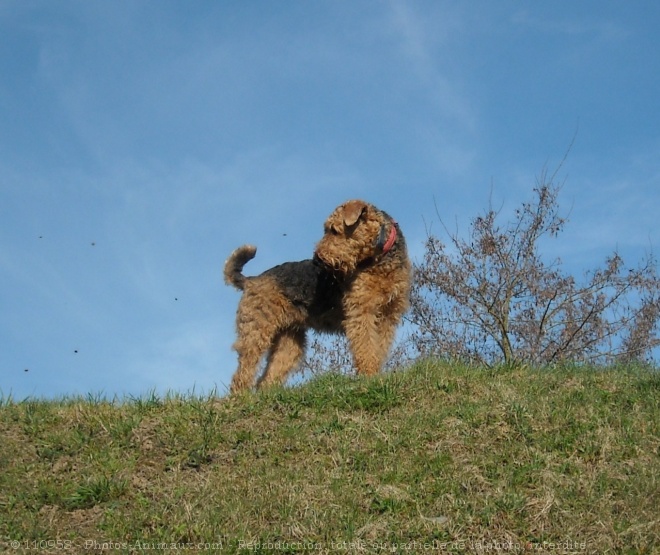 Photo d'Airedale terrier