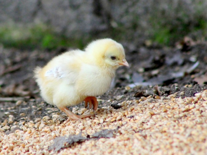 Photo de Poule