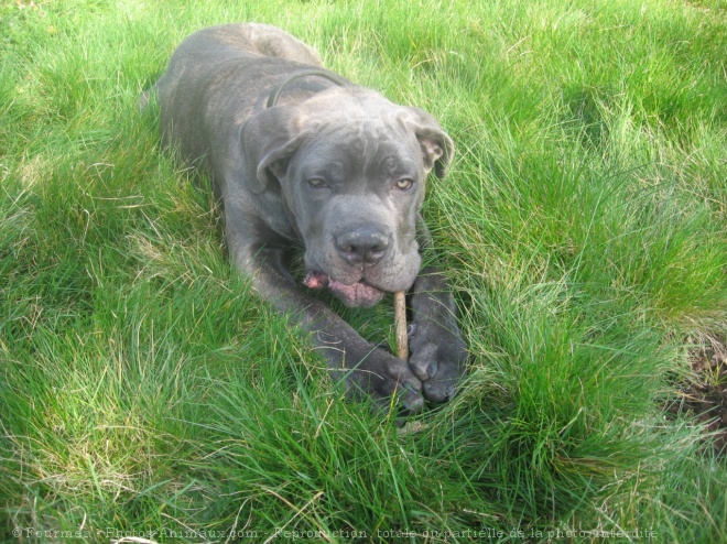 Photo de Chien de cour italien