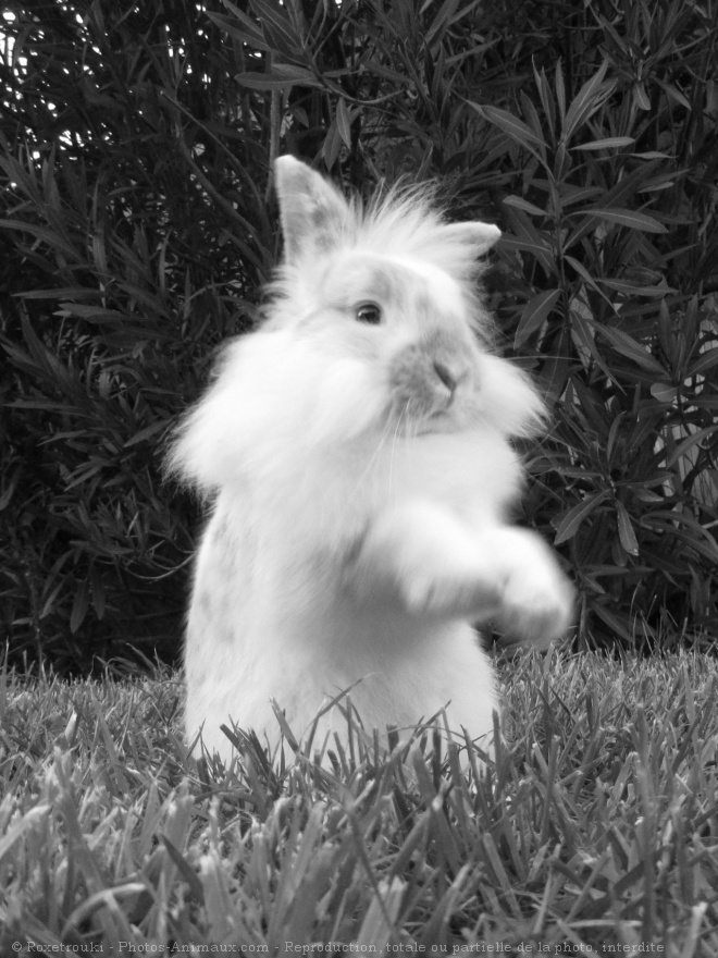 Photo de Lapin