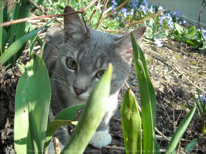 Photo de Chat domestique