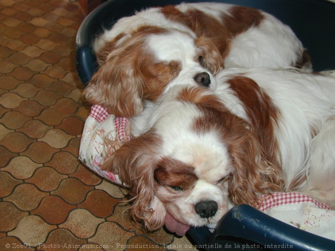 Photo de Cavalier king charles spaniel