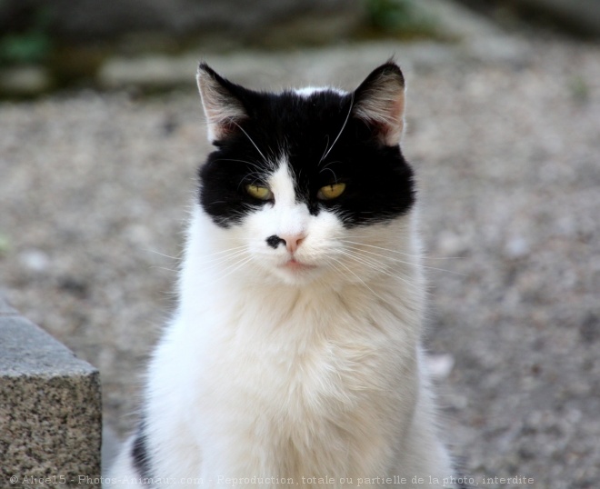 Photo de Chat domestique