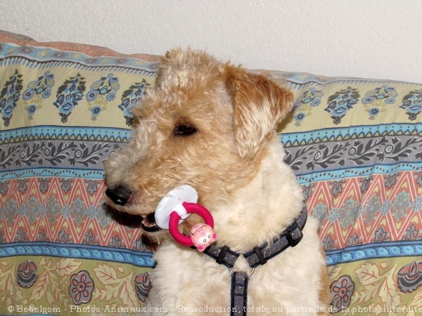 Photo de Fox terrier  poil dur