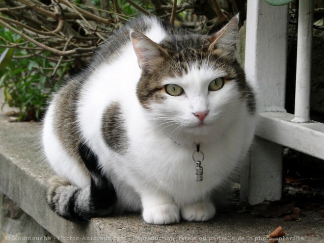 Photo de Chat domestique