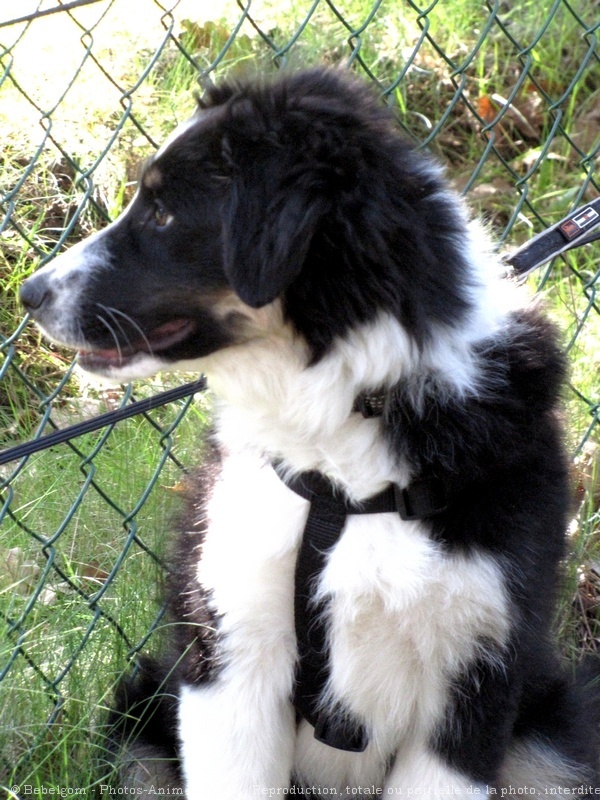 Photo de Border collie