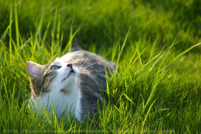 Photo de Chat domestique