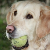 Photo de Golden retriever