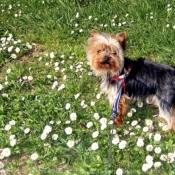 Photo de Yorkshire terrier