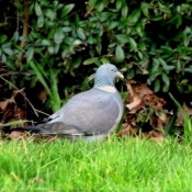 Photo de Pigeon