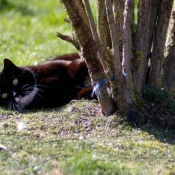 Photo de Chat domestique