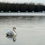 Photo de Cygne