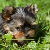 Photo de Yorkshire terrier