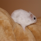 Photo de Hamster