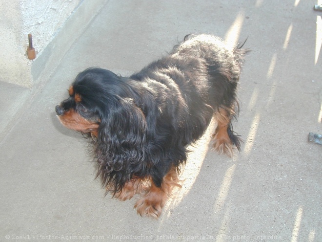 Photo de Cavalier king charles spaniel