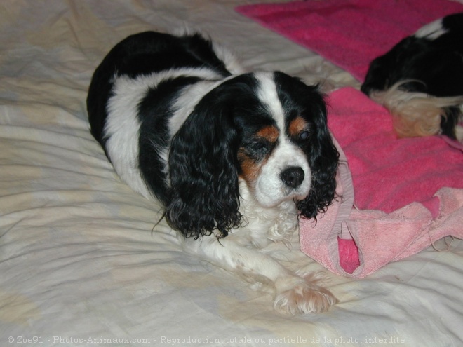 Photo de Cavalier king charles spaniel