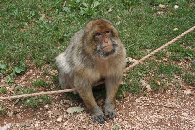 Photo de Singe - macaque