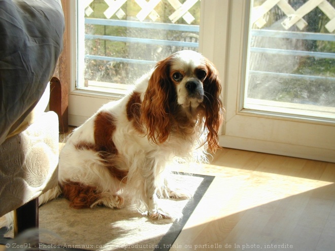 Photo de Cavalier king charles spaniel