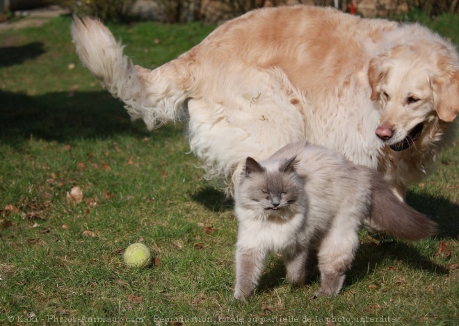 Photo de Golden retriever