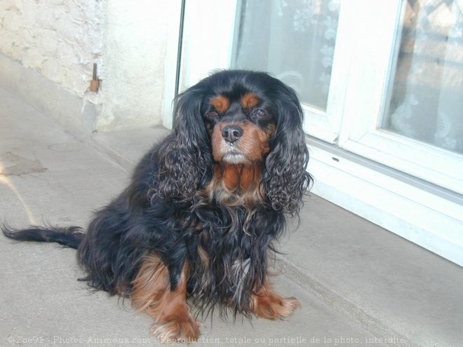 Photo de Cavalier king charles spaniel