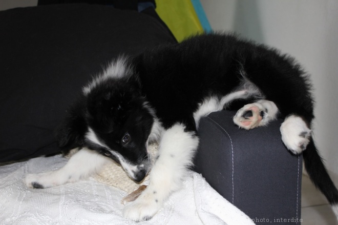 Photo de Border collie