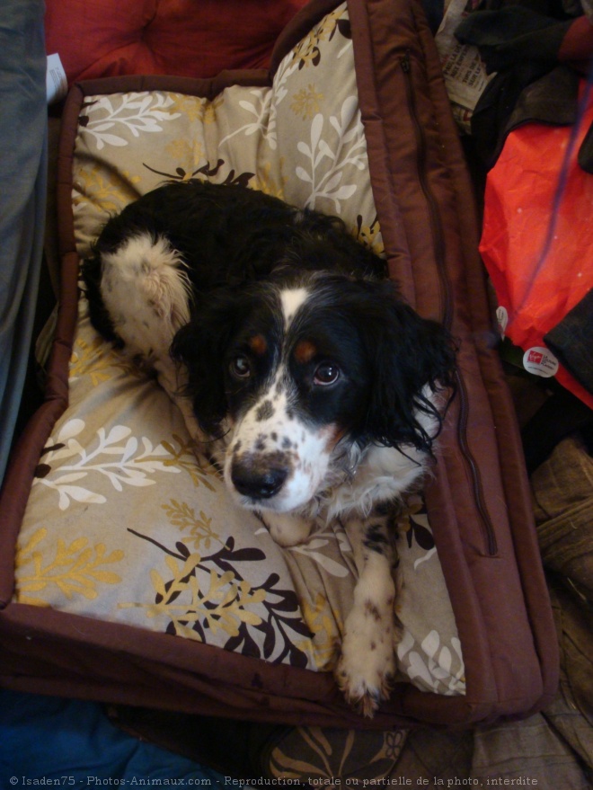 Photo d'English springer spaniel