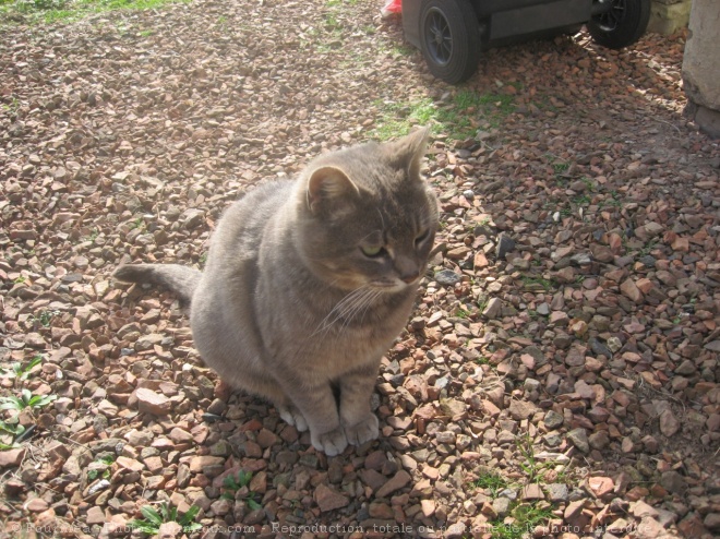 Photo de Chat domestique