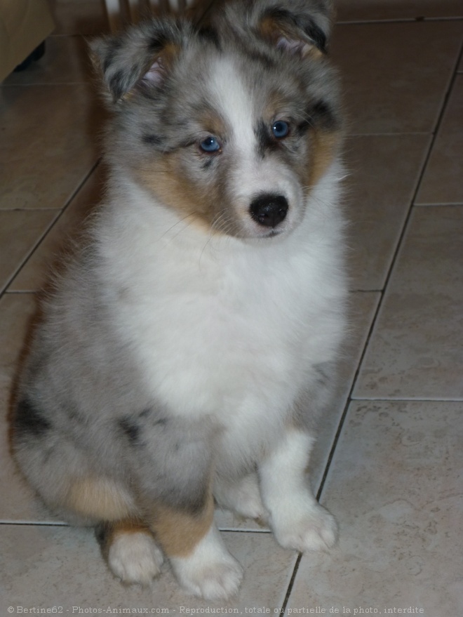 Photo de Chien de berger des shetland